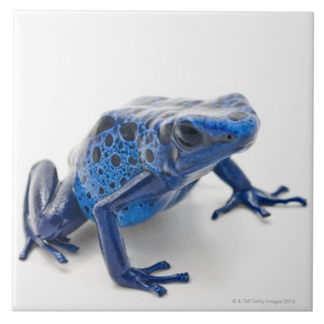 Groda för blåttgiftpil (Dendrobates Tinctorius) Kakelplatta (Framsidan)