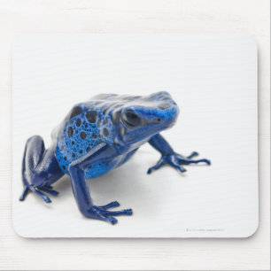 Groda för blåttgiftpil (Dendrobates Tinctorius) Musmatta