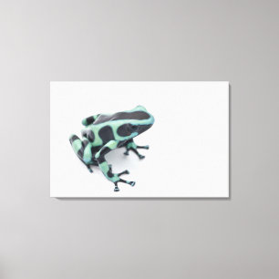 groda för svart- och gröntgiftpil (dendrobates canvastryck