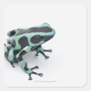 groda för svart- och gröntgiftpil (dendrobates fyrkantigt klistermärke