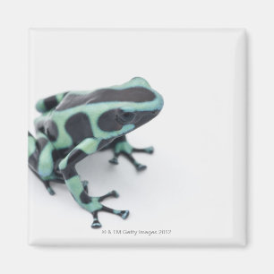 groda för svart- och gröntgiftpil (dendrobates magnet
