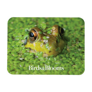 Groda i gröna alger magnet