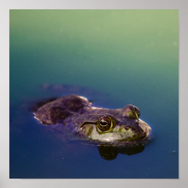 Groda i Vatten Grönt Frog Öga Poster (Framsidan)