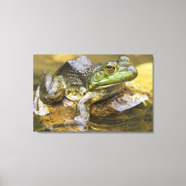 Groda längs Buffalofloden, Mile 126 vid Canvastryck (Framsida)