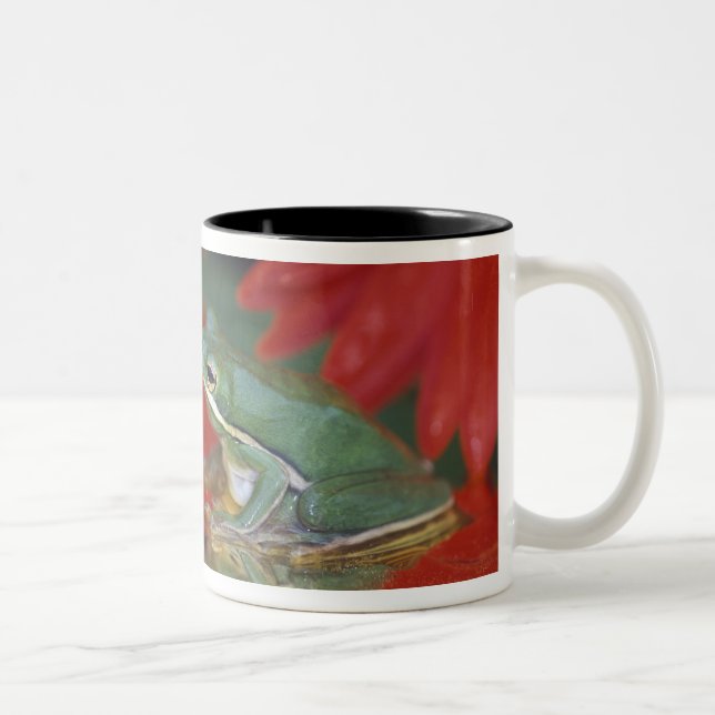 Groda och speglingar bland blommor. Kredit som: Två-Tonad Mugg (Höger)
