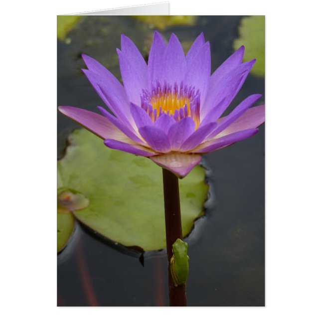 groda på en lilja hälsningskort (Framsidan)