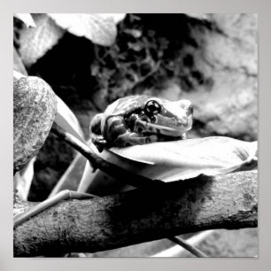 Groda på löv B+W Poster
