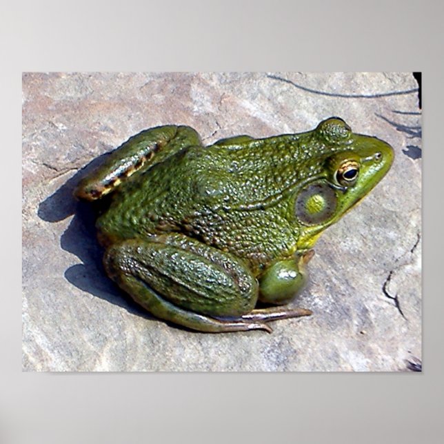 Groda poster (Framsidan)