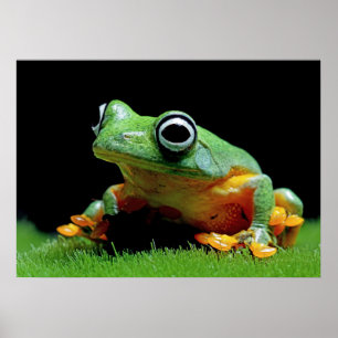 Groda Poster