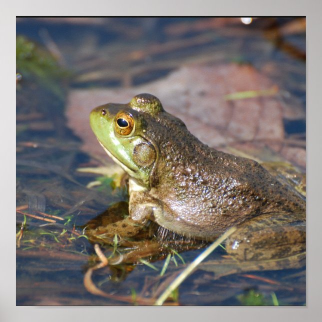 Groda Poster (Framsidan)