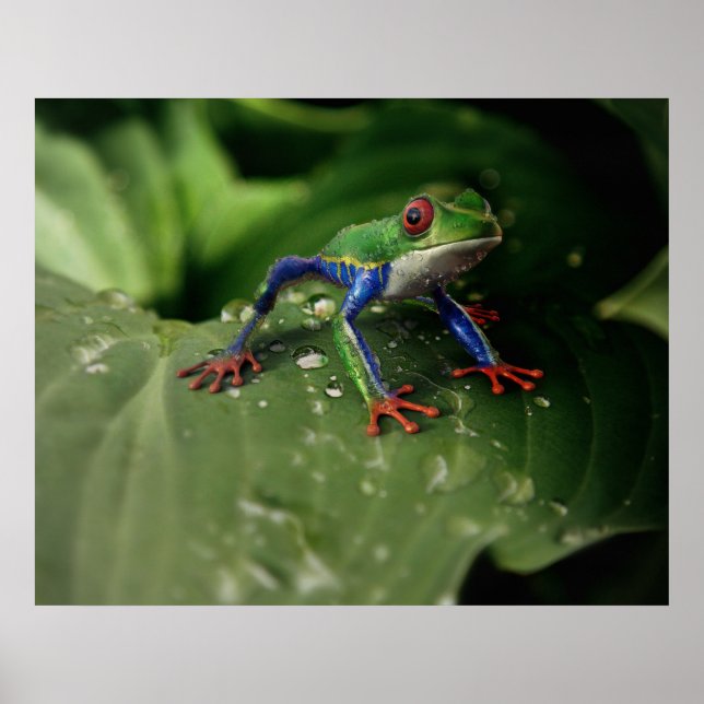 Groda Poster (Framsidan)