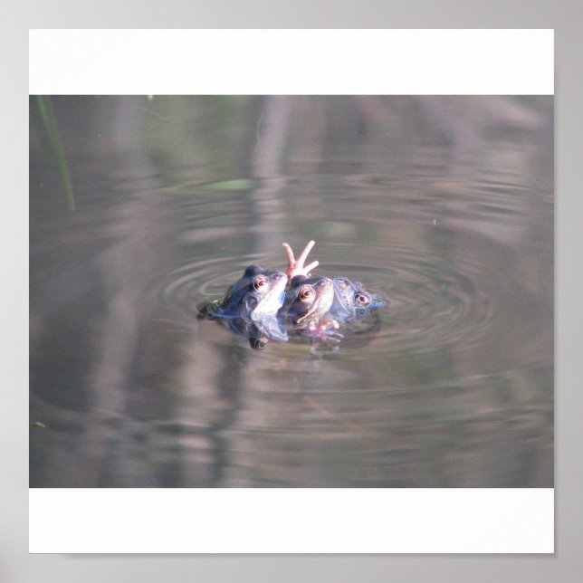 Groda Poster (Framsidan)