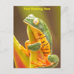 Groda Tiger Leg Monkey Träd Frog Personlig Vykort