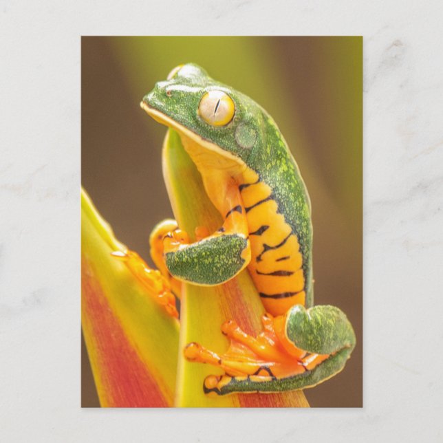 Groda | Tiger Leg Monkey Träd Frog Vykort (Framsida)