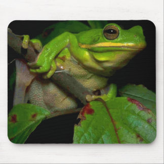 Grodaälskaremousepad Musmatta