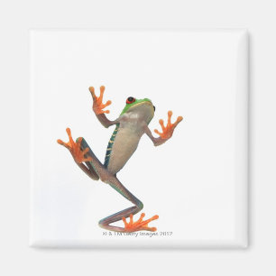 Grodabuk Magnet