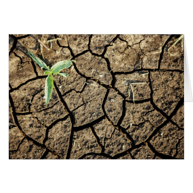 Grodd i sprucken jord hälsningskort (Framsidan Horizontal)