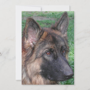groddjurshepherd tack kort