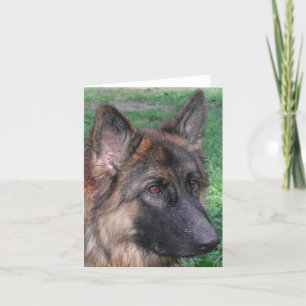 groddjurshepherd tack kort