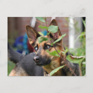 groddjurshepherd vykort