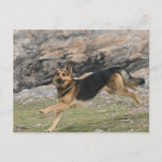 groddjurshepherd vykort