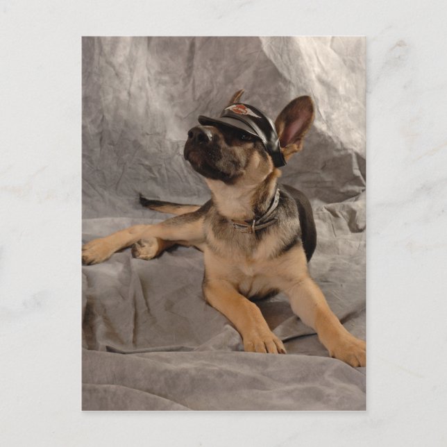 groddjurshepherd vykort (Framsida)