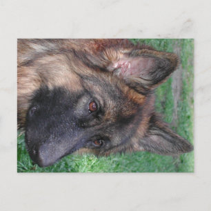 groddjurshepherd vykort