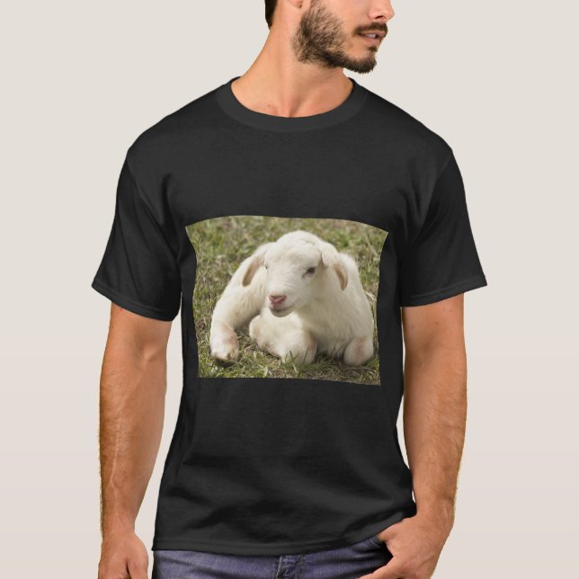 Grodfår för Cute Lamb T Shirt (Framsida)