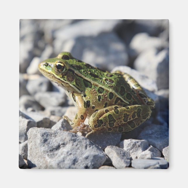 Grodmagnet Magnet (Framsidan)