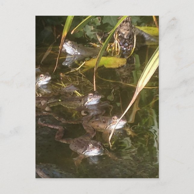 Grodor, groddar och groddar vykort (Framsida)