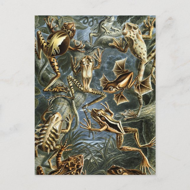 Grodor Vykort (Framsida)