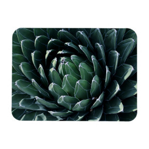 Grön Agave Magnet