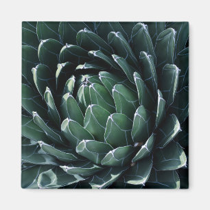 Grön Agave Magnet
