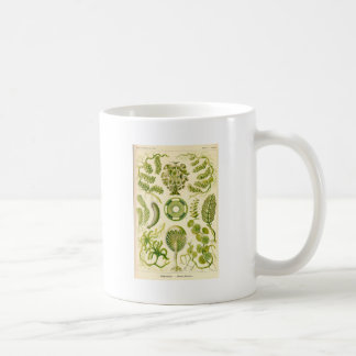 Grön algmugg kaffemugg
