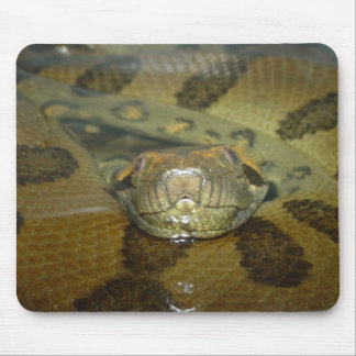 Grön Anaconda Musmatta