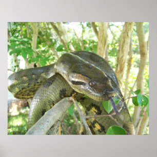 Grön Anaconda Poster
