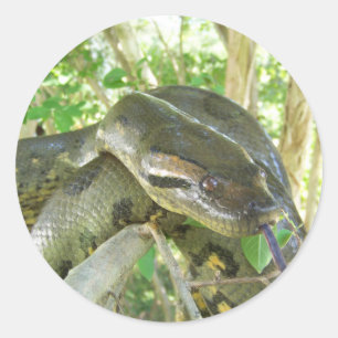 Grön Anaconda Runt Klistermärke
