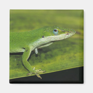 Grön anol, Anolis carolinensis, vuxen på palm Magnet