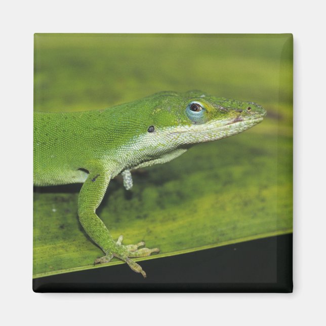 Grön anol, Anolis carolinensis, vuxen på palm Magnet (Framsidan)