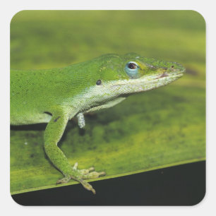 Grön anol, Anolis carolinensis, vuxen på palmblad Fyrkantigt Klistermärke