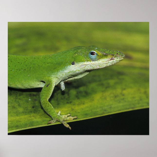 Grön anol, Anolis carolinensis, vuxen på palmblad Poster (Framsidan)