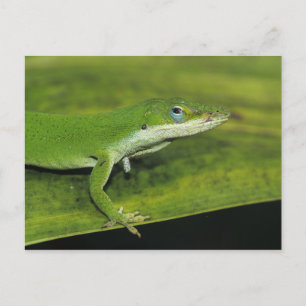 Grön anol, Anolis carolinensis, vuxen på palmblad Vykort