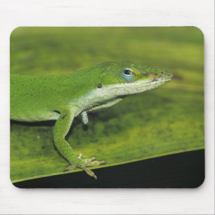 Grön Anole, Anolis carolinensis, vuxen på palmblad Musmatta