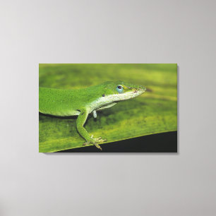 Grön anolis, Anolis carolinensis, vuxen på palm Canvastryck