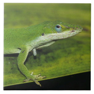 Grön anolis, Anolis carolinensis, vuxen på palm Kakelplatta