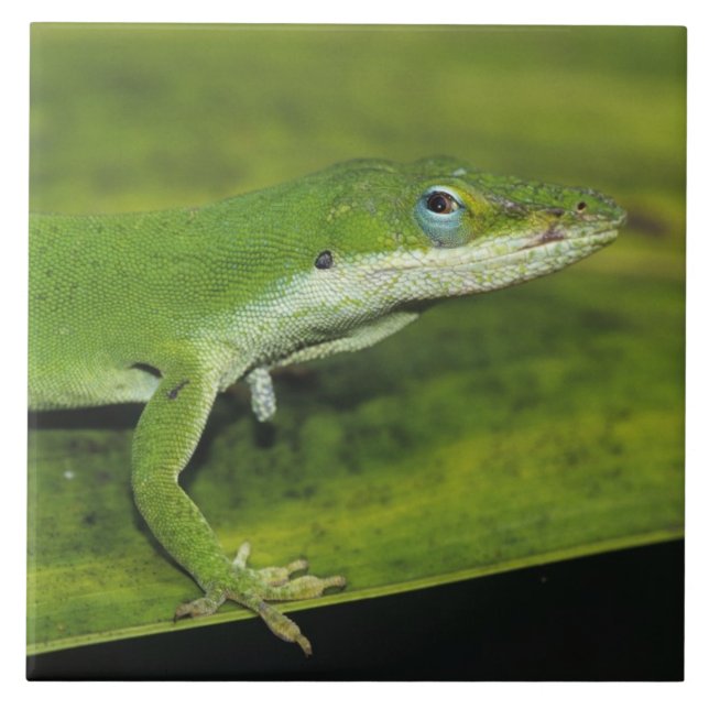 Grön anolis, Anolis carolinensis, vuxen på palm Kakelplatta (Framsidan)