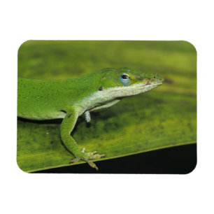 Grön anolis, Anolis carolinensis, vuxen på palm Magnet