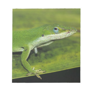 Grön anolis, Anolis carolinensis, vuxen på palmbla Anteckningsblock