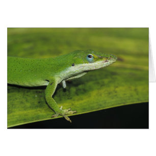 Grön anolis, Anolis carolinensis, vuxen på palmbla Hälsningskort