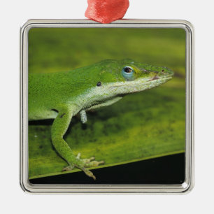 Grön anolis, Anolis carolinensis, vuxen på palmbla Julgransprydnad Metall